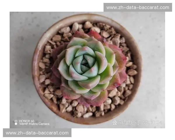 法兰西玫瑰与冰川精灵：一场跨越山海的风情对话